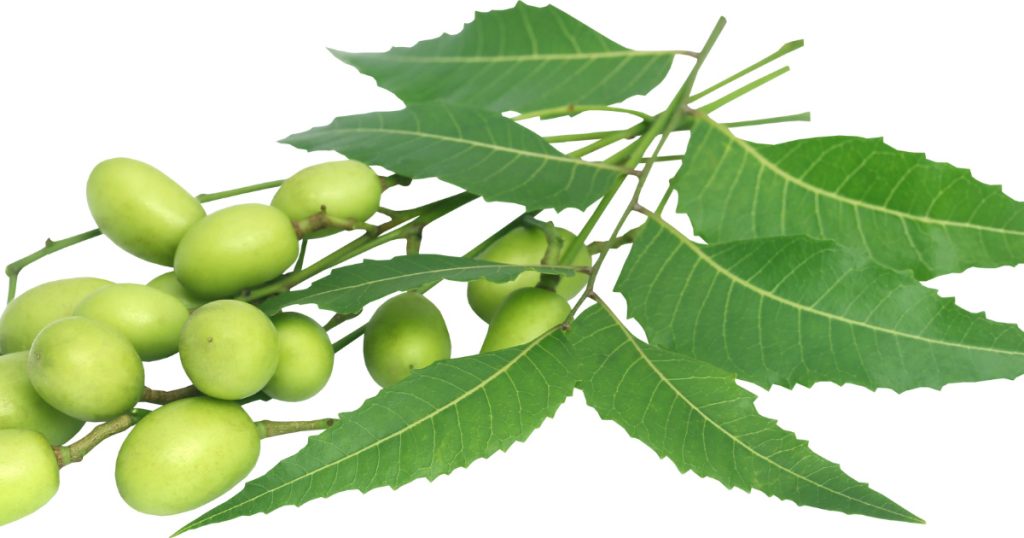 Azadirachta Indica Benefits, Neem Herb Margosa Uses