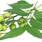 Azadirachta Indica Benefits, Neem Herb Margosa Uses